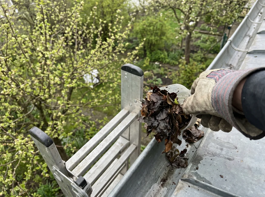 Cleaning a gutter with gloved hands and wet leaves in spring