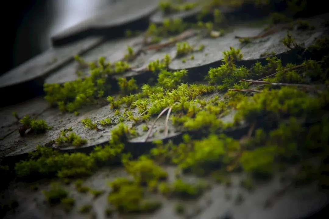 Dense green moss growing on grey slate roof shingles